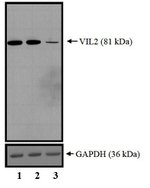 Ezrin Antibody in Western Blot (WB)