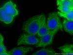 Cytokeratin 20 Antibody in Immunocytochemistry (ICC/IF)