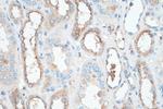 Cystatin C Antibody in Immunohistochemistry (Paraffin) (IHC (P))