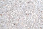 Cystatin C Antibody in Immunohistochemistry (Paraffin) (IHC (P))