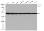 VCP Antibody in Western Blot (WB)