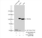 CUL1 Antibody in Immunoprecipitation (IP)