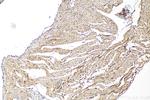 PTPN11 Antibody in Immunohistochemistry (Paraffin) (IHC (P))