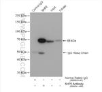 PTPN11 Antibody in Immunoprecipitation (IP)
