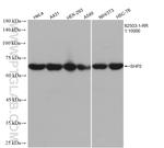 PTPN11 Antibody in Western Blot (WB)