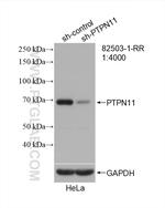 PTPN11 Antibody in Western Blot (WB)