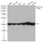 FH Antibody in Western Blot (WB)