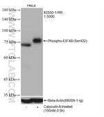 Phospho-EIF4B (Ser422) Antibody in Western Blot (WB)