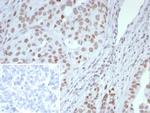 ARID1A/SMARCF1 Antibody in Immunohistochemistry (Paraffin) (IHC (P))