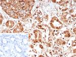 CASP7/Caspase-7 Antibody in Immunohistochemistry (Paraffin) (IHC (P))