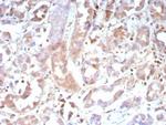 CASP7/Caspase-7 Antibody in Immunohistochemistry (Paraffin) (IHC (P))