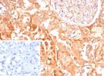 CASP7/Caspase-7 Antibody in Immunohistochemistry (Paraffin) (IHC (P))