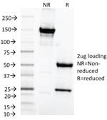 MAML2 (Mastermind Like Transcriptional Coactivator 2) Antibody in SDS-PAGE (SDS-PAGE)