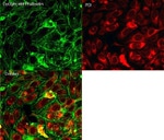 Mouse IgG (H+L) Secondary Antibody in Immunocytochemistry (ICC/IF)