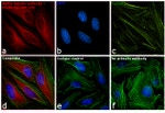 Rabbit IgG (H+L) Secondary Antibody in Immunocytochemistry (ICC/IF)