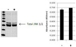 Multispecies JNK1/JNK2 (Total) InstantOne™ ELISA Kit