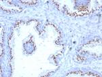 Prostein (p501S)/Solute Carrier Family 45 Member 3 (SLC45A3) Antibody in Immunohistochemistry (Paraffin) (IHC (P))