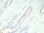 Prostein (p501S)/Solute Carrier Family 45 Member 3 (SLC45A3) Antibody in Immunohistochemistry (Paraffin) (IHC (P))