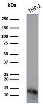 ABCB11/BSEP Antibody in Western Blot (WB)