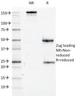 CD84/SLAMF5 Antibody in SDS-PAGE (SDS-PAGE)