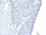 Cyclin A2 (S- and G2-phase Cyclin) Antibody in Immunohistochemistry (Paraffin) (IHC (P))