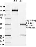 Cyclin B1 (G2- and M-phase Cyclin) Antibody in SDS-PAGE (SDS-PAGE)