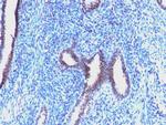 Cyclin B1 (G2- and M-phase Cyclin) Antibody in Immunohistochemistry (Paraffin) (IHC (P))