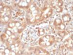 SIGLEC10 Antibody in Immunohistochemistry (Paraffin) (IHC (P))