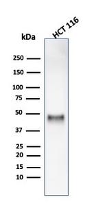 Cyclin E (G1/S-Phase Cyclin) Antibody in Western Blot (WB)