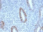 Cyclin E (G1/S-Phase Cyclin) Antibody in Immunohistochemistry (Paraffin) (IHC (P))