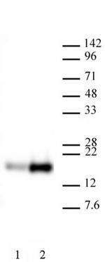 Histone H3K9ac Antibody in Western Blot (WB)