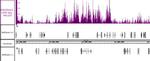 Histone H4K20me3 Antibody in ChIP-Sequencing (ChIP-Seq)