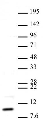 Histone H4K20me3 Antibody in Western Blot (WB)