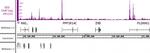 EED Antibody in ChIP-Sequencing (ChIP-Seq)