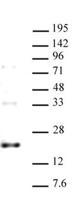 Histone H3.3 Antibody in Western Blot (WB)