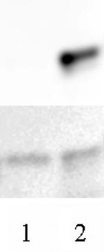 Histone H3.3 Antibody in Western Blot (WB)