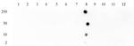 Histone H3K27ac Antibody in ELISA (ELISA)