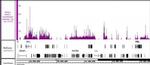 HDAC2 Antibody in Western Blot (WB)