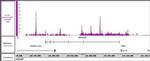 MITF Antibody in ChIP-Sequencing (ChIP-Seq)