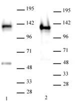 SMARCA1 / SNF2L1 Antibody in Western Blot (WB)