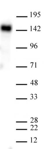 EHMT2 (G9a) Antibody in Western Blot (WB)