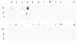 Histone H3K4me3 Antibody in Peptide array (ARRAY)