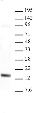 Histone H3K4me3 Antibody in Western Blot (WB)