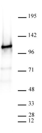 CTCF Antibody in Western Blot (WB)