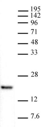 Histone H3K4me1 Antibody in Western Blot (WB)