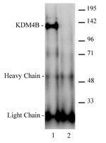 JMJD2B / KDM4B Antibody in Immunoprecipitation (IP)