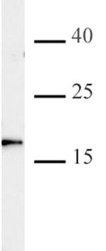 Histone H3K4me2 Antibody in Peptide array (ARRAY)