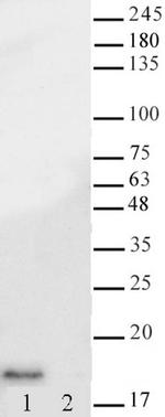 Histone H3K14ac Antibody in Western Blot (WB)