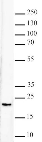 Histone H3K79me2 Antibody in Western Blot (WB)