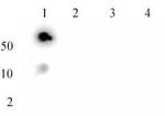 Histone H3K27me3 Antibody in Dot Blot (DB)